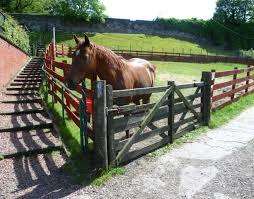 Gorgie City Farm